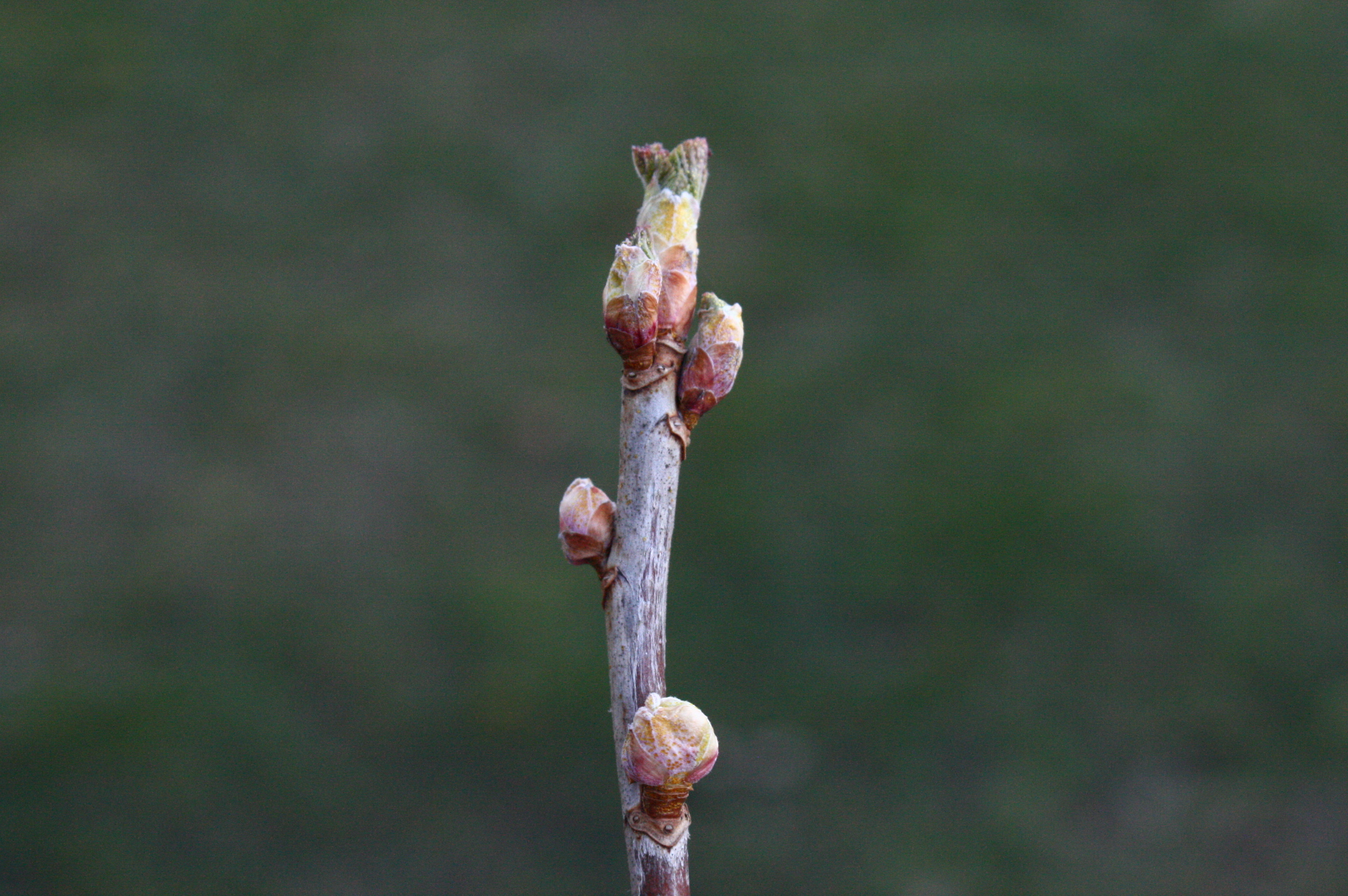 Home knospen johannisbeere